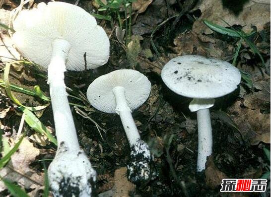 世界上最毒的蘑菇，死亡天使蘑菇（含有鹅膏毒素）